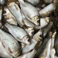 بچه ماهی کپور امور بیگهد قزل شیربت بنی|ماهی|شوشتر, |دیوار