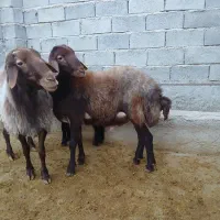 گوسفند فروشی|حیوانات مزرعه|مینودشت, |دیوار