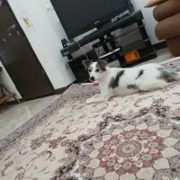 واگذاری سگ