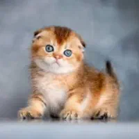 گربه اسکاتیش گلد ny11 و ny12