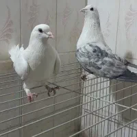 کبوتر دمگیر