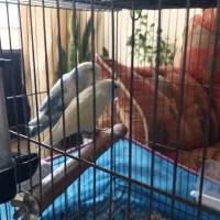 فروش کوتوله برزیلی مولد تخم گذار