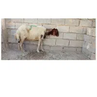 حیوانات مزرعه