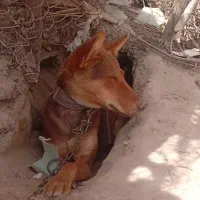 فروش توله سگ بلوطی