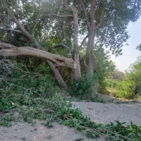 بریدن درخت وخرید درخت بریده شده