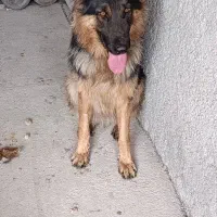 ژرمن شپهرد|سگ|احمدآبادمستوفی, |دیوار