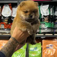 سگ چاوچاو|سگ|تهران, پاسداران|دیوار