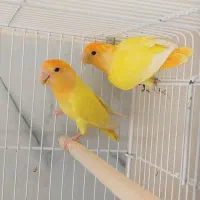 عروس هلندی طوطی کتوله قناری مرغ عشق انگلیسی