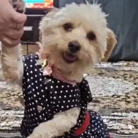 سگ ماده مهربون آپارتمانی