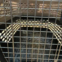 باکس سگ و گربه|لوازم جانبی حیوانات|تهران, پونک|دیوار