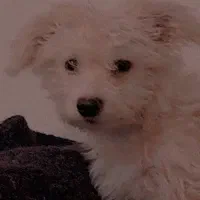 سگ پاکوتاه|سگ|تبریز, |دیوار