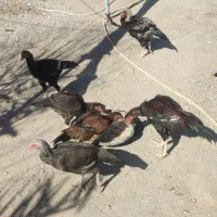 مرغ و خروس اصیل نژاد دار|حیوانات مزرعه|سراوان, |دیوار