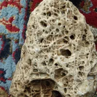 سنگ ویترین ،فسیل مرجان دریایی|کلکسیون اشیاء عتیقه|اردل, |دیوار