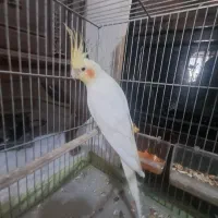 عروس هلندی به همراه کیف حمل هردو باهم