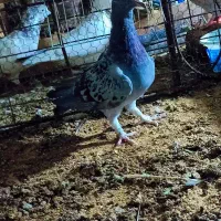 کبوتر مگس جوانه