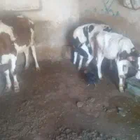گاو