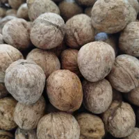 گردو درجه یک