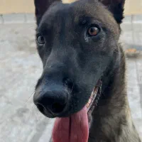 مالینوز رنگ تیره بادرایو بالا فول آموزش