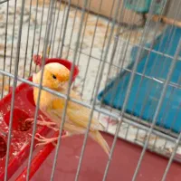 پنج عدد قناری