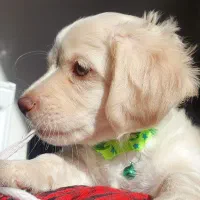 توله پودل کراس