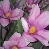 تزئینی|گل مصنوعی|بندر انزلی, صابرحنان|دیوار