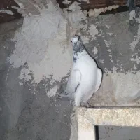 ۴ تا شیخ|پرنده|ایذه, |دیوار