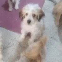 واگذاری حیوان خانگی