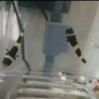 ماهی|ماهی|قم, تولید دارو و یخچال|دیوار