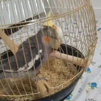 جوجه عروس هلندی|پرنده|اندیشه, اندیشه فاز ۴|دیوار