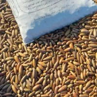 بلوط درجه یک ریز|حیوانات مزرعه|شوشتر, |دیوار