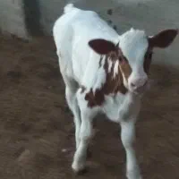 گوساله ماده