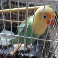 طوطی برزیلی