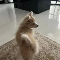 پامر روباهی