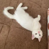 گربه|گربه|سمنان, |دیوار