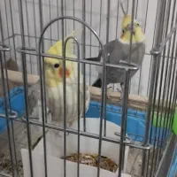 عروس هلندی|پرنده|اسلامآباد غرب, |دیوار