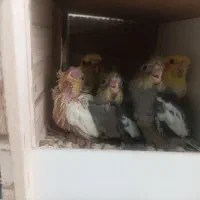 یک جفت عروس هلندی. با سه جوجه یک ماهه 7میلیون