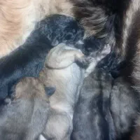 توله سگ ژرمن