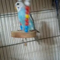 تعدادی مرغ عشق جوجه سرحال وزیبا ودستی