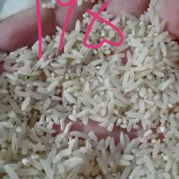 برنج فجر لاشه وسالم|خوردنی و آشامیدنی|گنبد کاووس, |دیوار