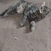 گربه اهلی