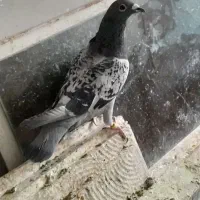 یک عددپرنده گرفتنی|پرنده|بروجرد, |دیوار