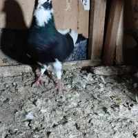 کبوتر|پرنده|لولمان, |دیوار