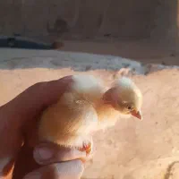 جوجه محلی گردن لخت ارسال رایگان