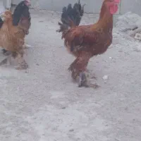 مرغ دیلگونی ( خروس )  چرام