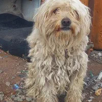 سگ پاکوتاه|سگ|بیرجند, |دیوار