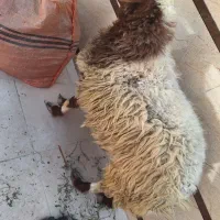 غوچ مناسب قربانی