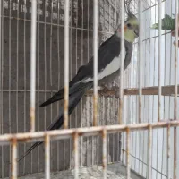 یک جفت عروس هلندی