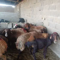 میش‌افشاری