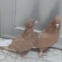 جفت زرد دم سفیدکاکل|پرنده|تربت‌حیدریه, یحیی آباد|دیوار