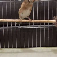 سهره دو رگ قواره بزرگ|پرنده|هشتگرد, شهرک افشاریه|دیوار